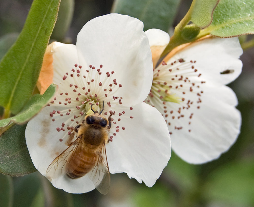 Tasmanian Honey Leatherwood Bee