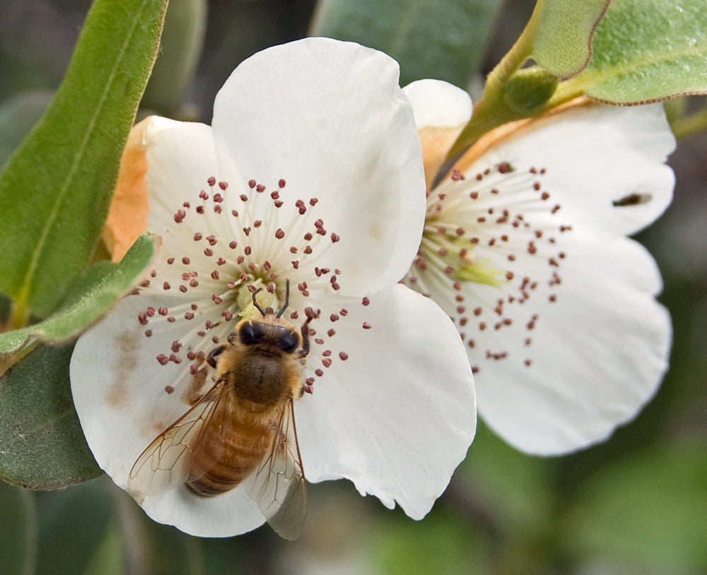 Tasmanian Leatherwood Honey - All Natural & Traditional